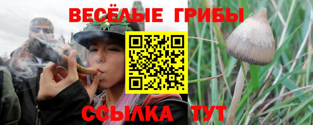 Псилоцибиновые грибы MAGIC MUSHROOMS  Вход с VPN  Галлюциногенные грибы Psilocybe  Богородицк 